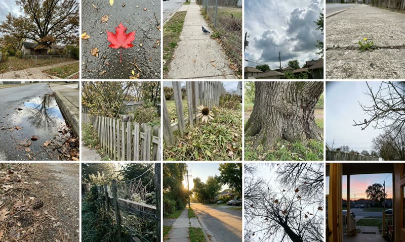 Fifteen photos from quests: a tree over a house, a red leaf, a pigeon, clouds, a dandelion in a sidewalk crack, a puddle, a squirrel, a spider web