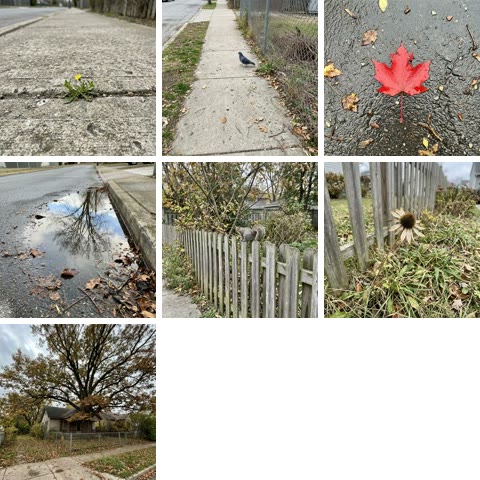 Seven nature photos from a week of quests in one square grid